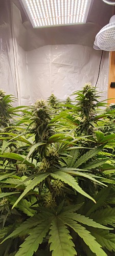 Growreport Bild 1