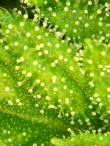 Growreport Bild 38