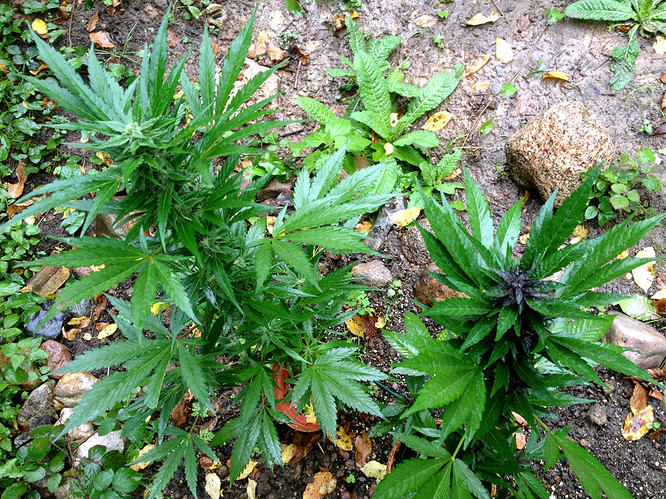 Growreport Bild 13