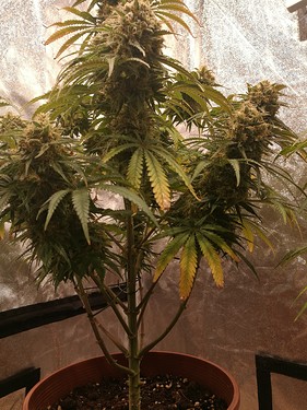Growreport Bild 29