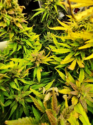 Growreport Bild 5
