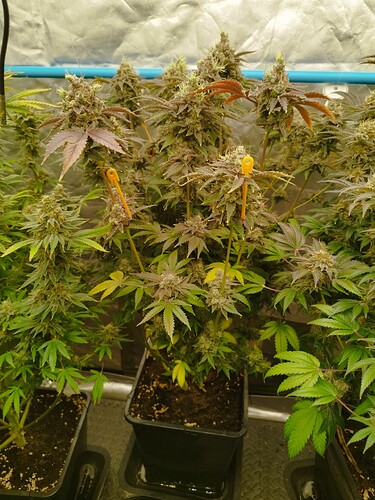 Growreport Bild 7
