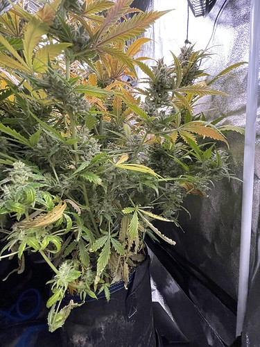 Growreport Bild 2