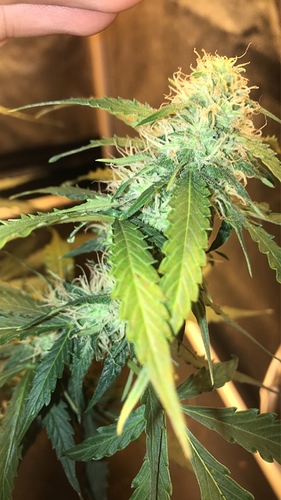 Growreport Bild 2