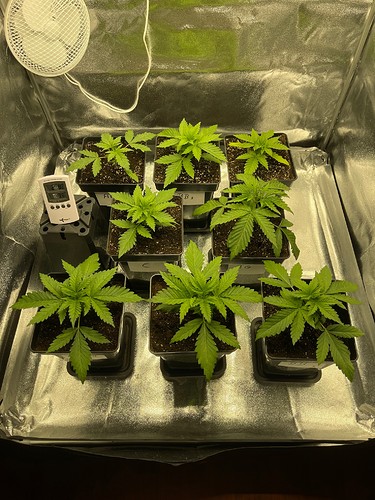 Growreport Bild 1
