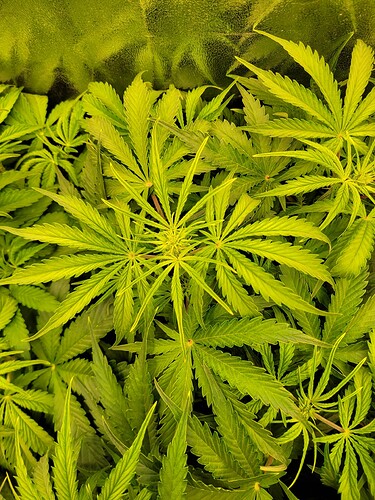 Growreport Bild 6