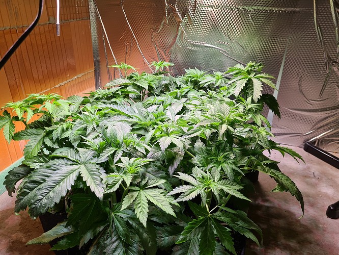 Mehrere junge Cannabispflanzen in einem Zelt, die sich in der Wachstumsphase befinden.