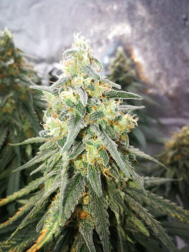 Growreport Bild 5