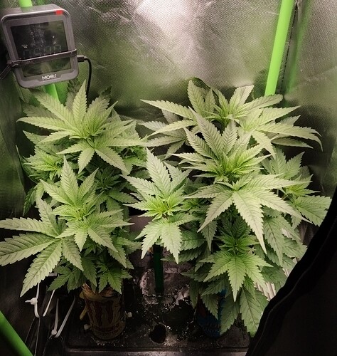 Growreport Bild 4
