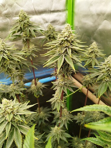 Growreport Bild 12