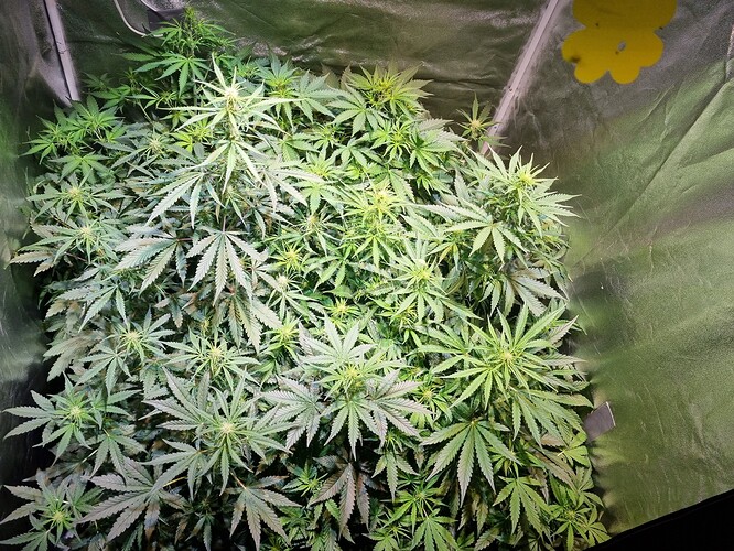 Growreport Bild 23