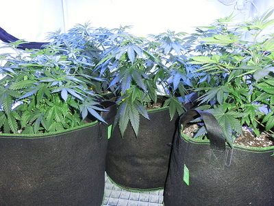 Drei Cannabis-Pflanzen in Stofftöpfen, die sich im Wuchs befinden.