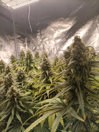 Growreport Bild 2