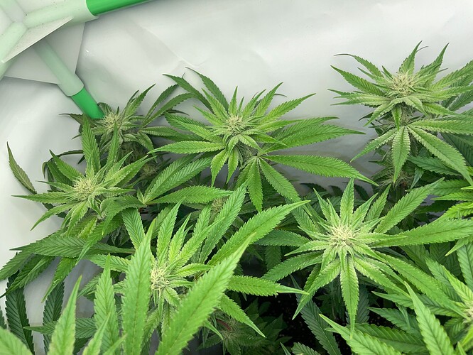 Growreport Bild 7