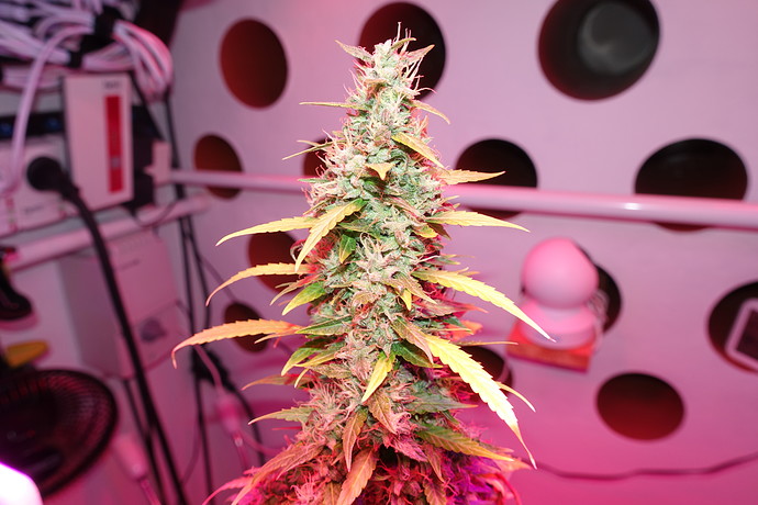 Growreport Bild 5