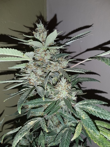 Growreport Bild 3
