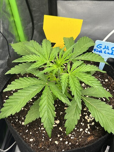 Growreport Bild 39