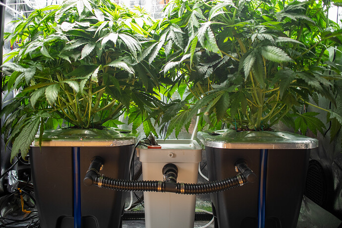 Growreport Bild 6