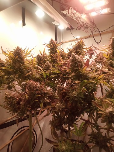 Growreport Bild 62