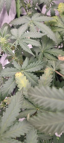 Growreport Bild 18