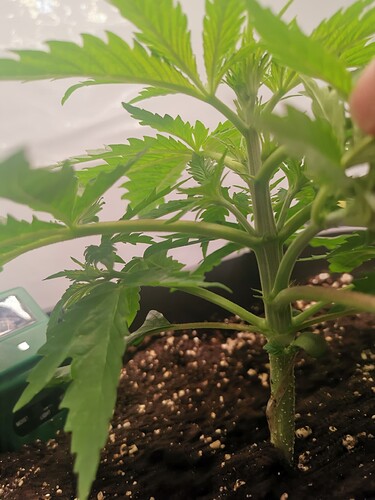 Growreport Bild 3