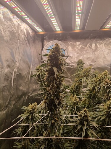Growreport Bild 29