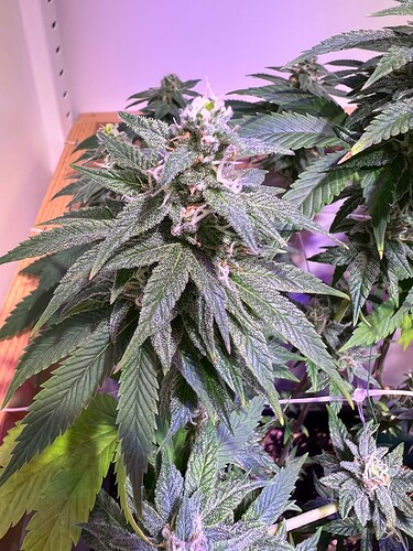 Growreport Bild 9