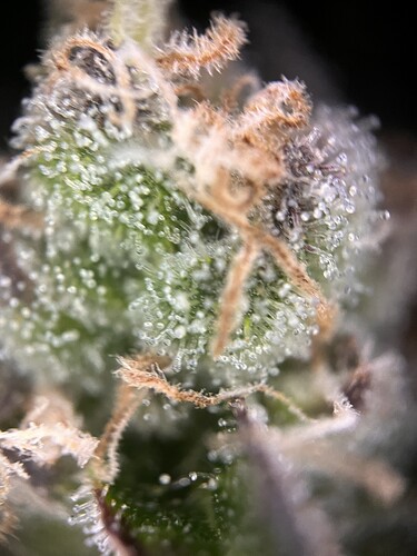 Growreport Bild 1