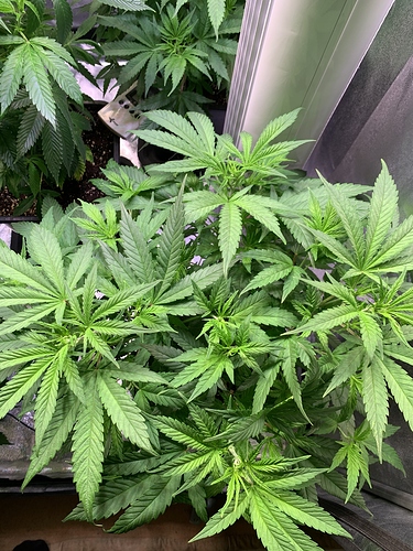 Growreport Bild 5