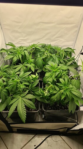 Growreport Bild 3