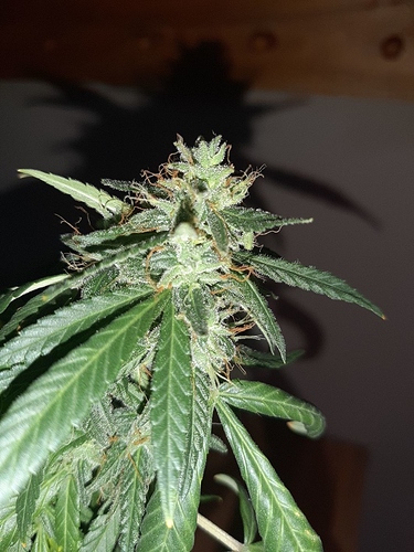 Growreport Bild 6