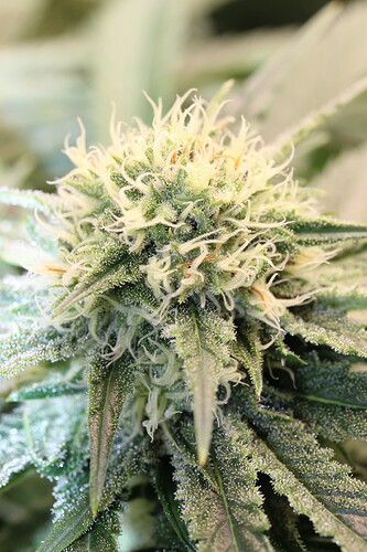 Growreport Bild 13