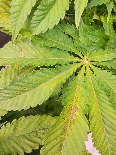 Growreport Bild 6