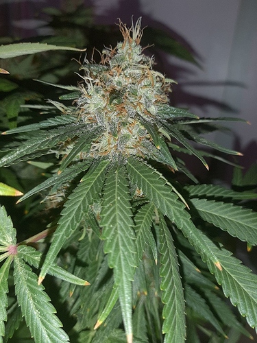 Growreport Bild 6