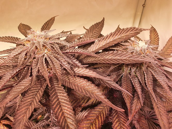 Growreport Bild 6