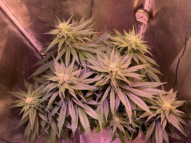 Growreport Bild 11