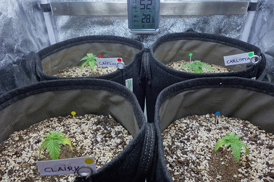 Vier junge Cannabispflanzen in Stofftöpfen, jede mit einem Namensschild versehen: Caitlin, Carlotta, Clairy und eine vierte unbenannte Pflanze. Ein Hygrometer zeigt 52% Luftfeuchtigkeit und 28.3°C an.