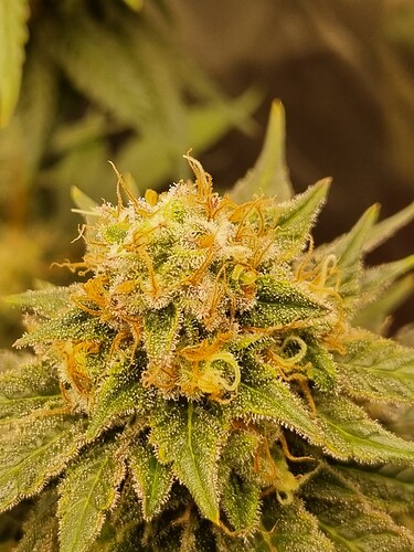 Growreport Bild 25