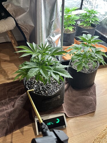 Growreport Bild 9