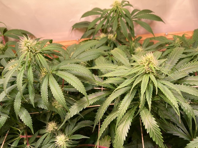 Growreport Bild 4