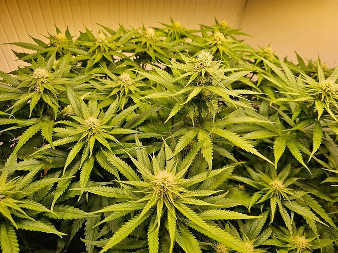 Growreport Bild 10