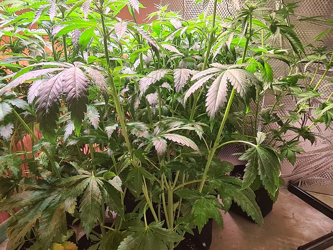 Mehrere Cannabis-Pflanzen im Wuchsstadium, die in schwarzen Töpfen stehen und von oben beleuchtet werden. Die Blätter zeigen teilweise eine violette Verfärbung.