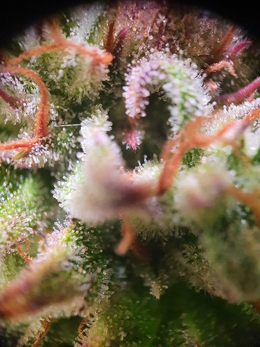 Growreport Bild 3