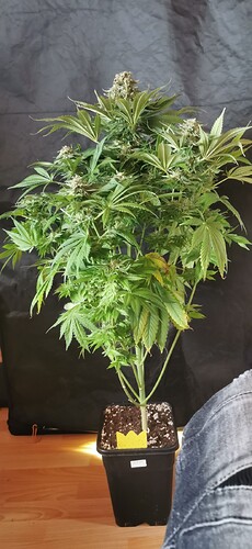 Growreport Bild 71