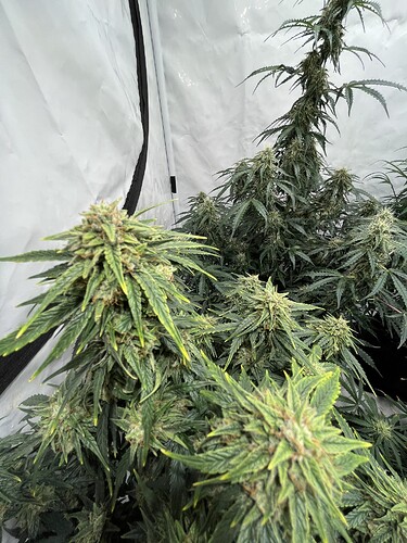 Growreport Bild 2