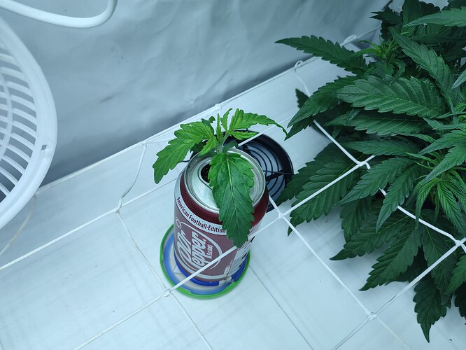 Growreport Bild 38