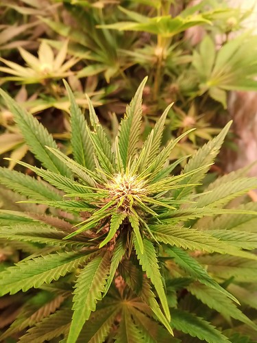 Growreport Bild 49