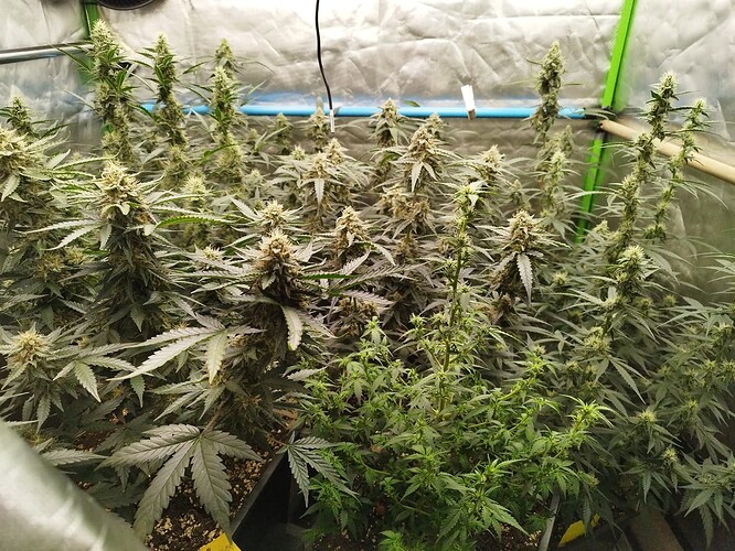 Growreport Bild 1