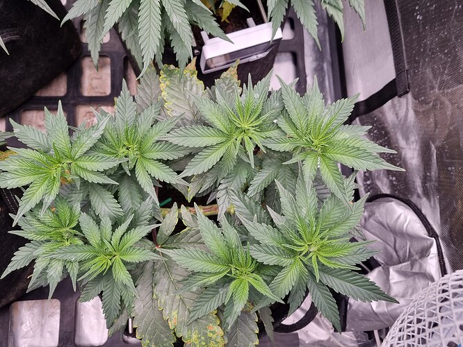 Growreport Bild 28