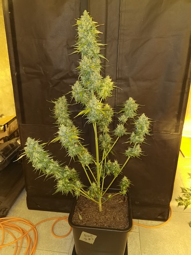 Growreport Bild 3